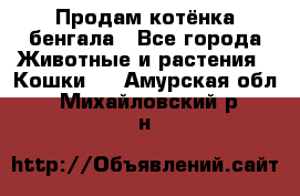 Продам котёнка бенгала - Все города Животные и растения » Кошки   . Амурская обл.,Михайловский р-н